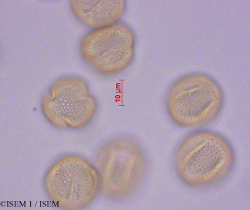 ISEM 1/Phillyrea_angustifolia_29191/Phillyrea_angustifolia_29191_0001(copy)_thumb.jpg